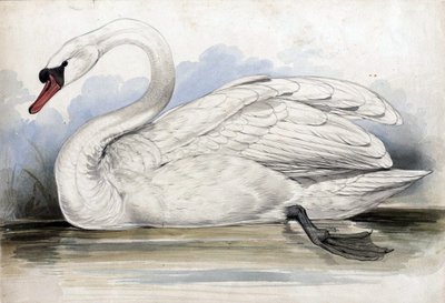 Swan by Edward Lear